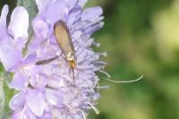 Nemophora metallica