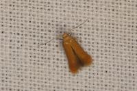 Tischeria