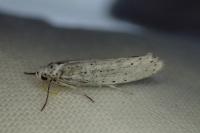 Yponomeuta