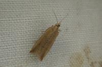 Bactra