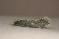 Monopis crocicapitella