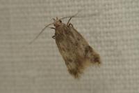 Borkhausenia nefrax