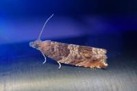 Ancylis achatana