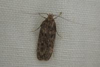 Hofmannophila pseudospretella