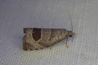 Notocelia uddmanniana