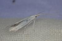 Coleophora