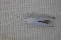 Coleophora