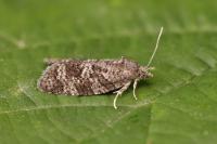 Cnephasia ecullyana
