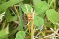 Aethes tesserana