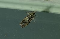 Zeiraphera isertana