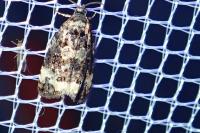 Endothenia