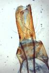 Nothris verbascella
