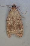 Agonopterix hypericella