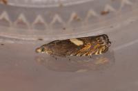 Dichrorampha petiverella