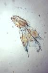 Agonopterix hypericella