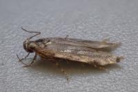 Teleiodes flavimaculella