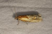 Eucosma cana