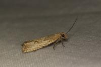 Bactra lancealana