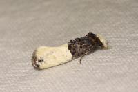 Trichophaga bipartitella