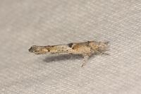 Zelleria oleastrella