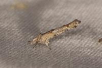 Zelleria oleastrella