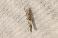 Zelleria oleastrella