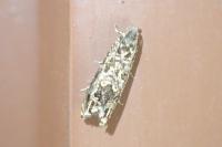 Enarmonia formosana