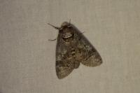 Cossus cossus