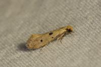 Tinea trinotella