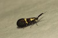 Dasycera oliviella