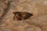 Ditula angustiorana