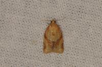 Clepsis consimilana