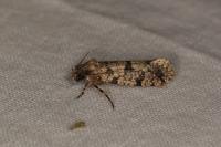 Morophaga morella