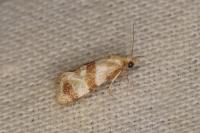 Phalonidia contractana