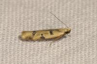 Mesophleps oxycedrella
