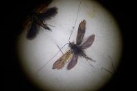 Nemophora albiciliellus