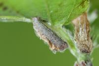 Coleophora badiipennella