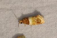 Epinotia festivana
