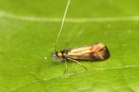 Nemophora albiciliellus