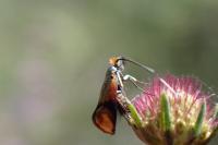 Nemophora albiciliellus