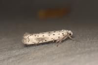 Yponomeuta irrorella