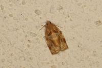 Archips xylosteana