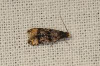 Stenoptinea cyaneimarmorella