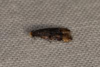 Stenoptinea cyaneimarmorella