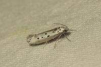 Ethmia terminella