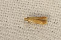 Tischeria