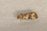 Lobesia botrana