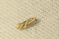 Phyllonorycter millierella