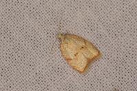 Acleris forsskaleana