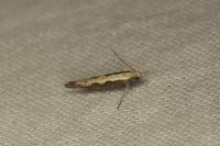 Plutella xylostella